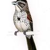 Sierra Madre Sparrow